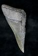 Partial, Serrated Megalodon Tooth - South Carolina #19232-1